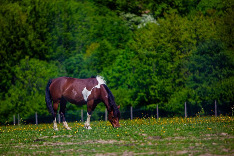Widok zewnętrzny na domek